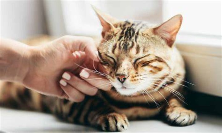 A Journey Of Feline Purrs And Healing
