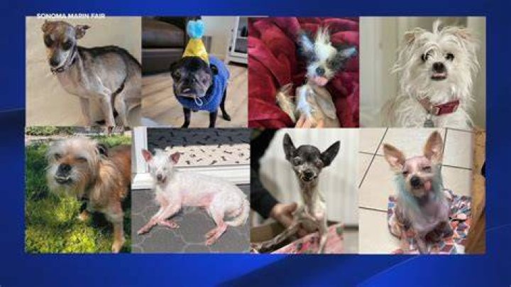 A Look At The World's Ugliest Canines