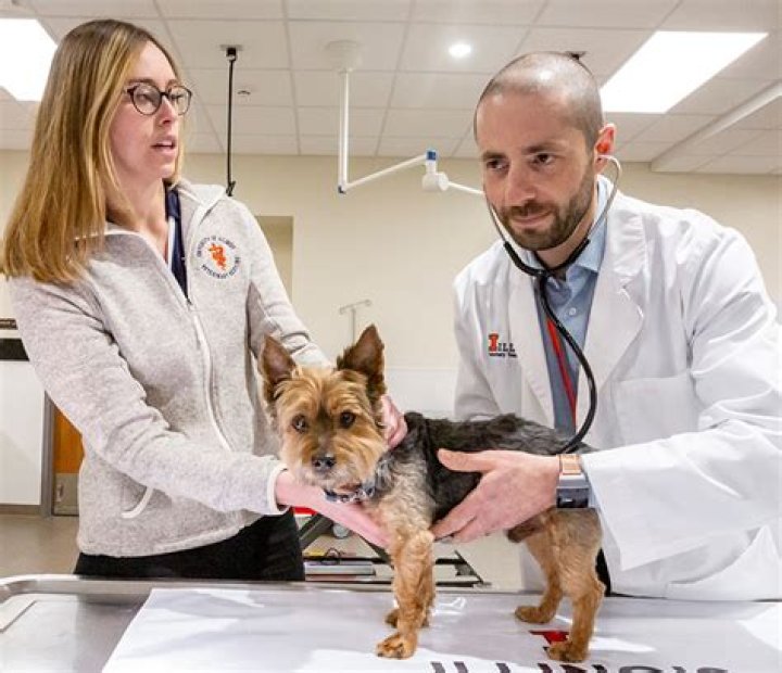 Ageing Gracefully In Veterinary Medicine