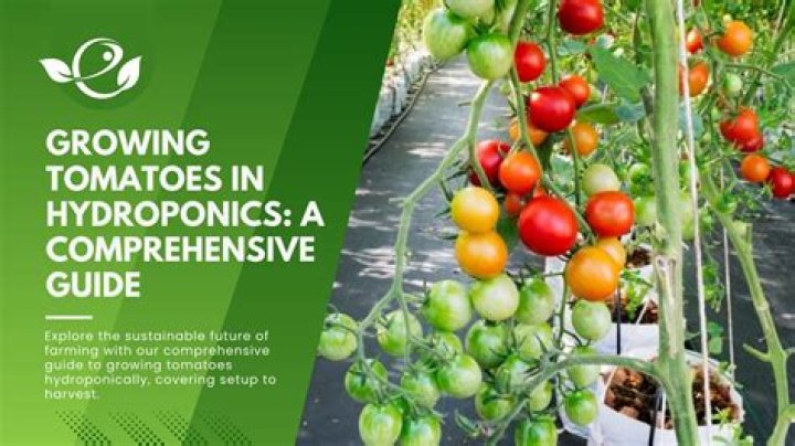 All About Rotel Tomatoes: A Comprehensive Guide