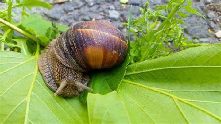 Animals That Move At A Snail's Pace