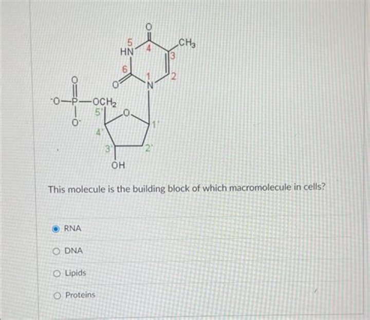Building block for proteins: 2 wds.