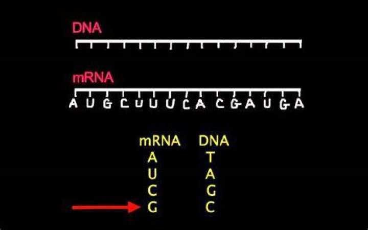 Discover A Sequence Calculator For MRNA