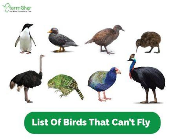 Discover Birds That Embody Strength
