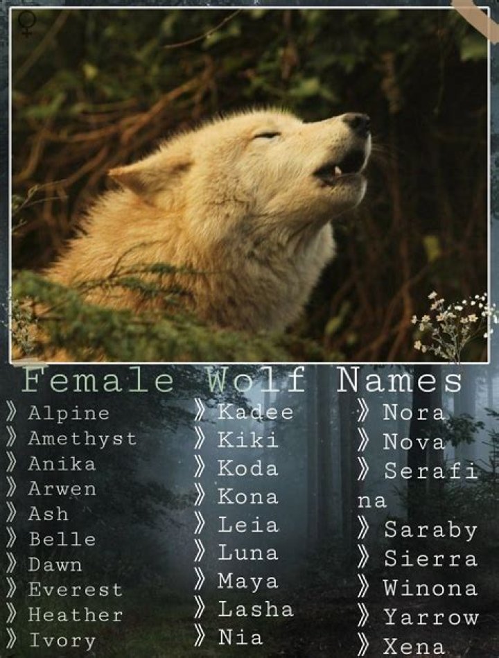 Discover Powerful Wolf Names For Males