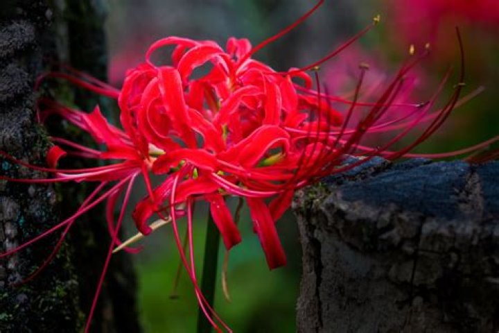 Discover The Enchanting Spider Lily In Chinese Folklore And Symbolism