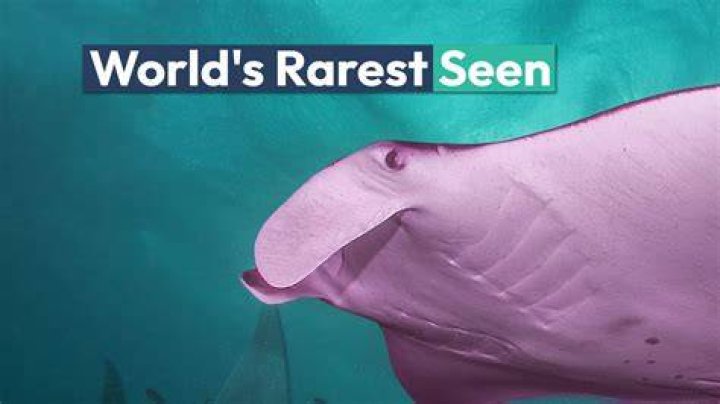Discover The Enchanting World Of The World's Rarest Animals