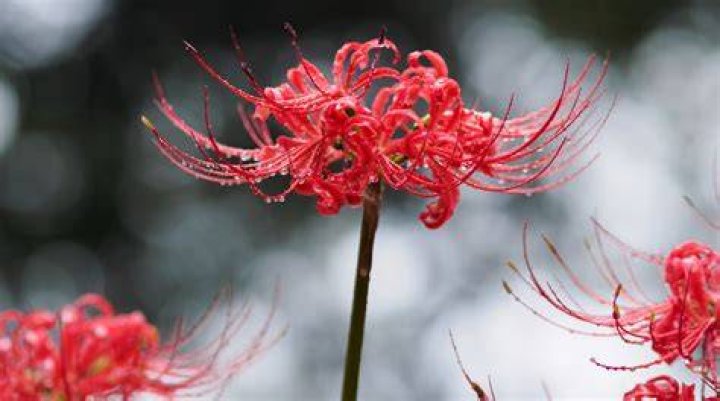 Discover The Enigmatic Meaning Of The Spider Lily