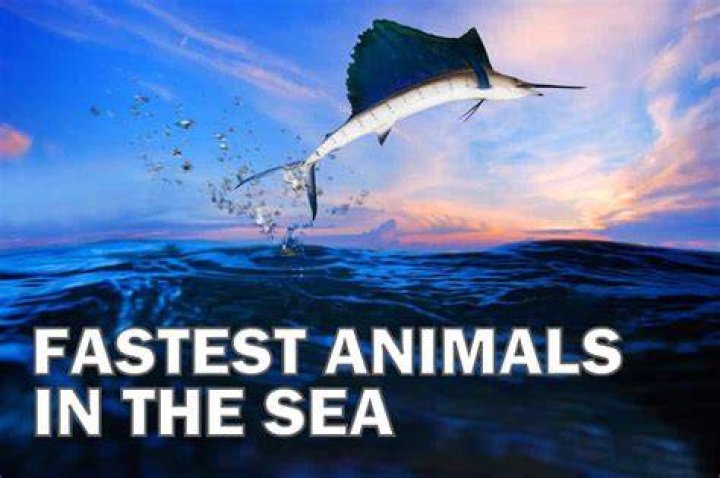 Discover The Fastest Water Animal