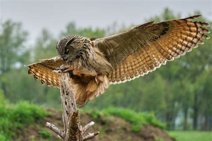 Discover The Giant Of The Owl World: The Mighty Largest Owl