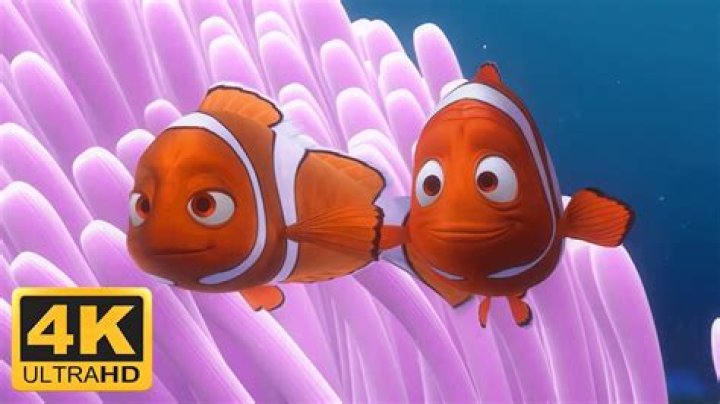 Discover The Identity Of Nemo's Mother In The Beloved Film "Finding Nemo"