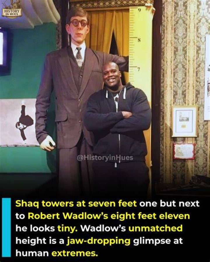 Discover The Towering Height: Shaq's Stature In Feet