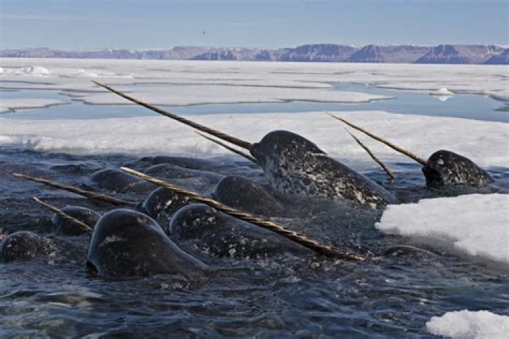Dive Into The Enchanting World Of Narwhals: Arctic Unicorns