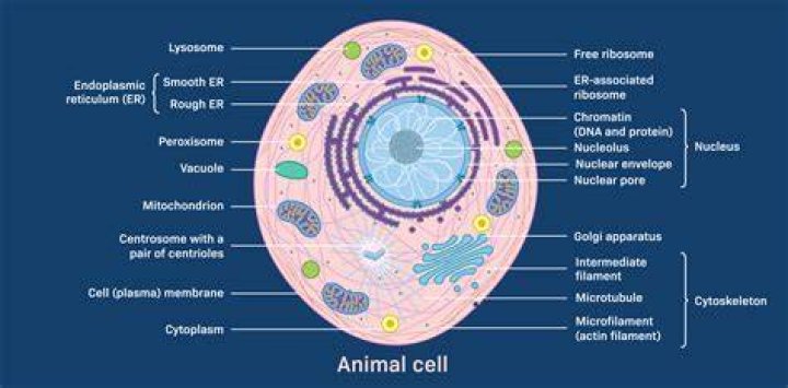 Do Animal Cells Possess Vacuoles?