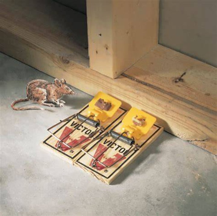Do dead mice attract other mice?