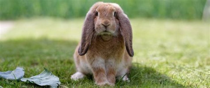 ___-eared rabbit (animal whose ears droop)