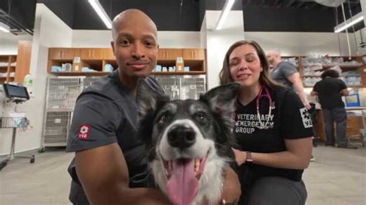 Emergency Vet In Palm Harbor: Trusted And Reliable Care