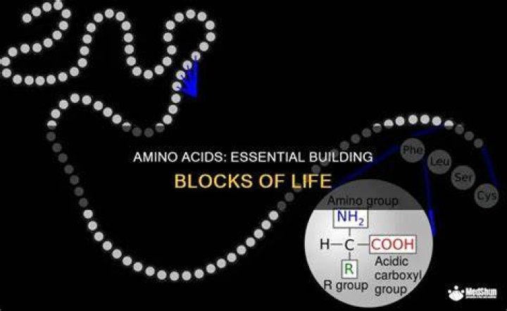 Essential Building Blocks Of Life