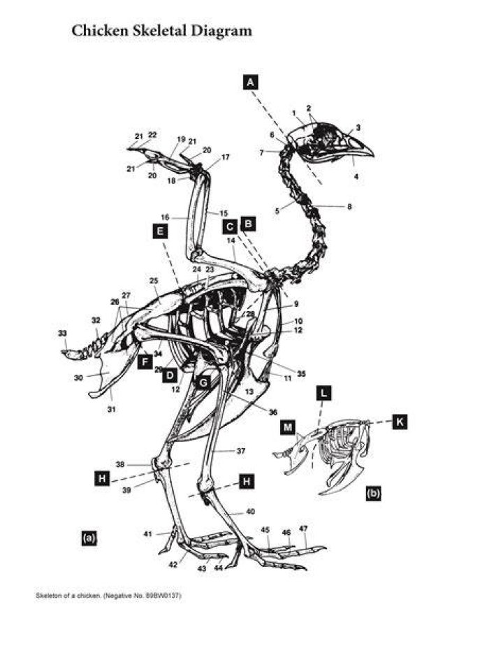 Essential Guide To Chicken Anatomy:Bones Investigated