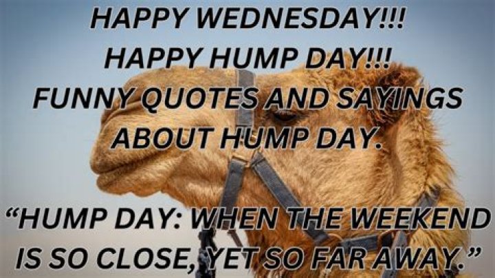 Funny Wednesday Quotes | Hilarious Hump Day Inspiration