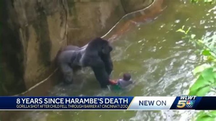 Harambe Gorilla Killing: Michelle Gregg and Deonne Dickerson Could Face Child Neglect Charges Ci