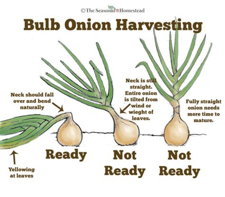 How can you tell when onions are ready to harvest?