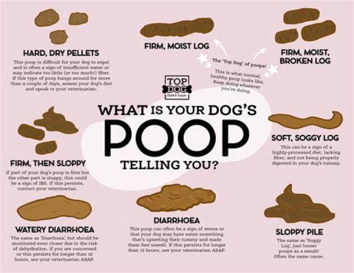 Is It Okay If My Dog Ate Another Dog's Poop?