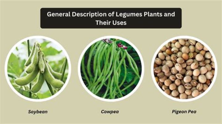 JiveSync | Green legume