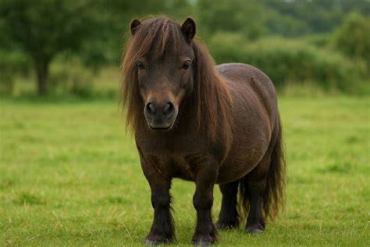 Kelsey Midget: Explore The Intriguing World Of Miniature Horses