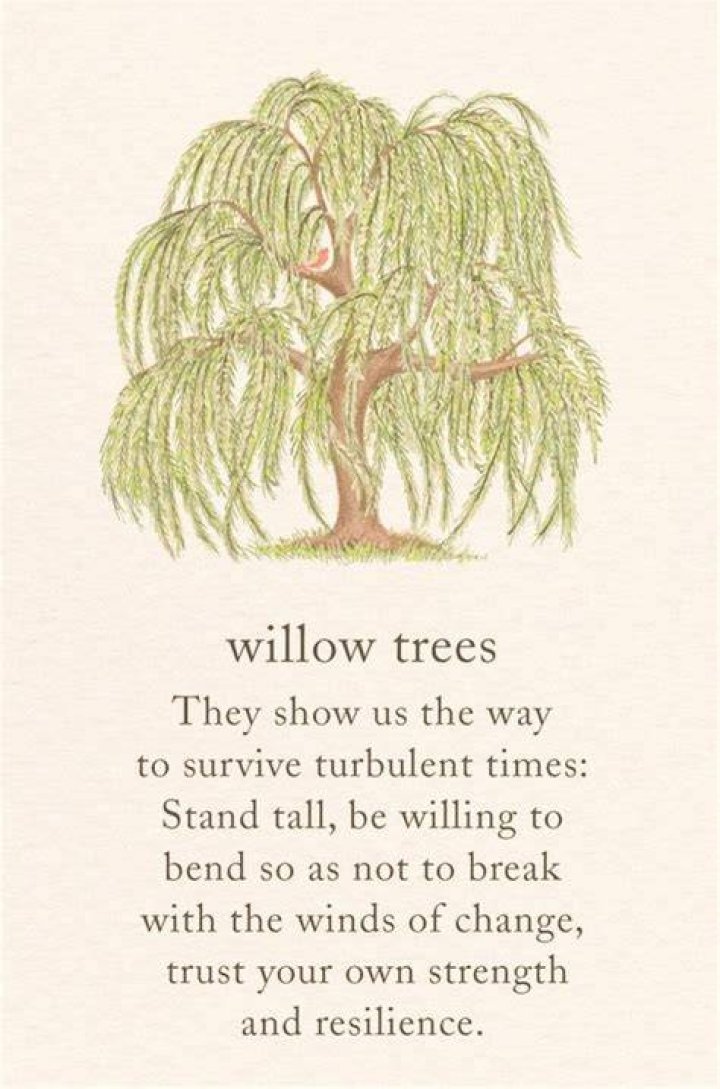 Learn Everything About Willow Harper: The Ultimate Guide