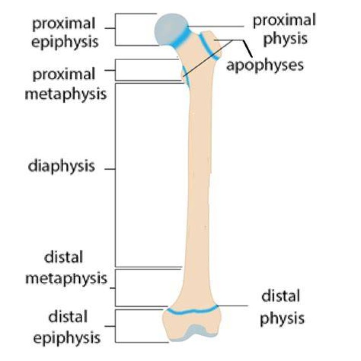 Learn The Basics: Diaphysis, Metaphysis, And Epiphysis Of Bones
