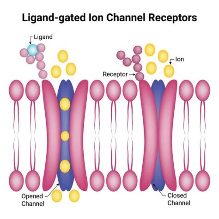 Ligand-Gated Ion Channels: Unlocking Cellular Communication