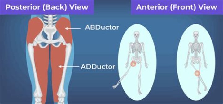 Master Your Abductor And Adductor Muscles: The Ultimate Guide