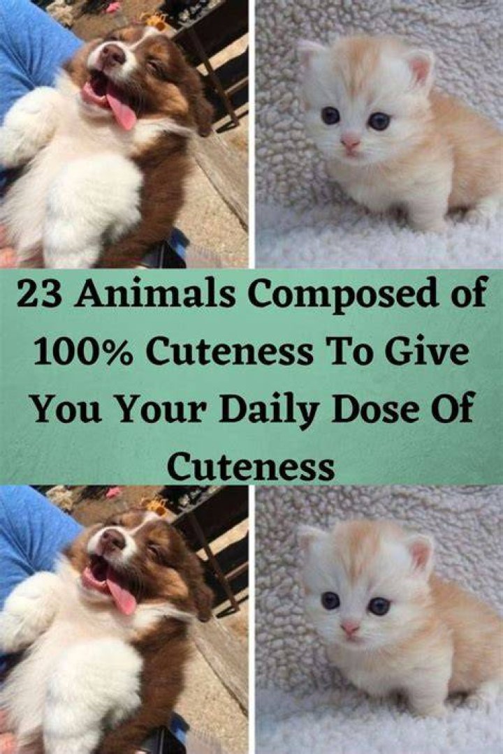 Must-Watch Shows For Your Daily Dose Of Cuteness