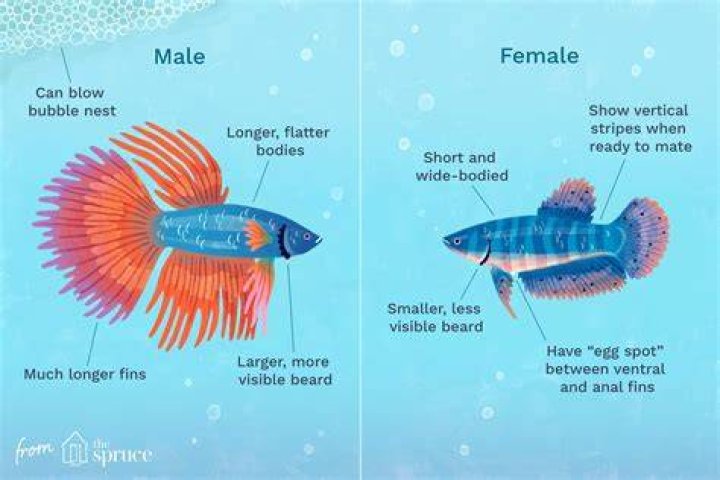 Shiloh's Journey: From Female To Male