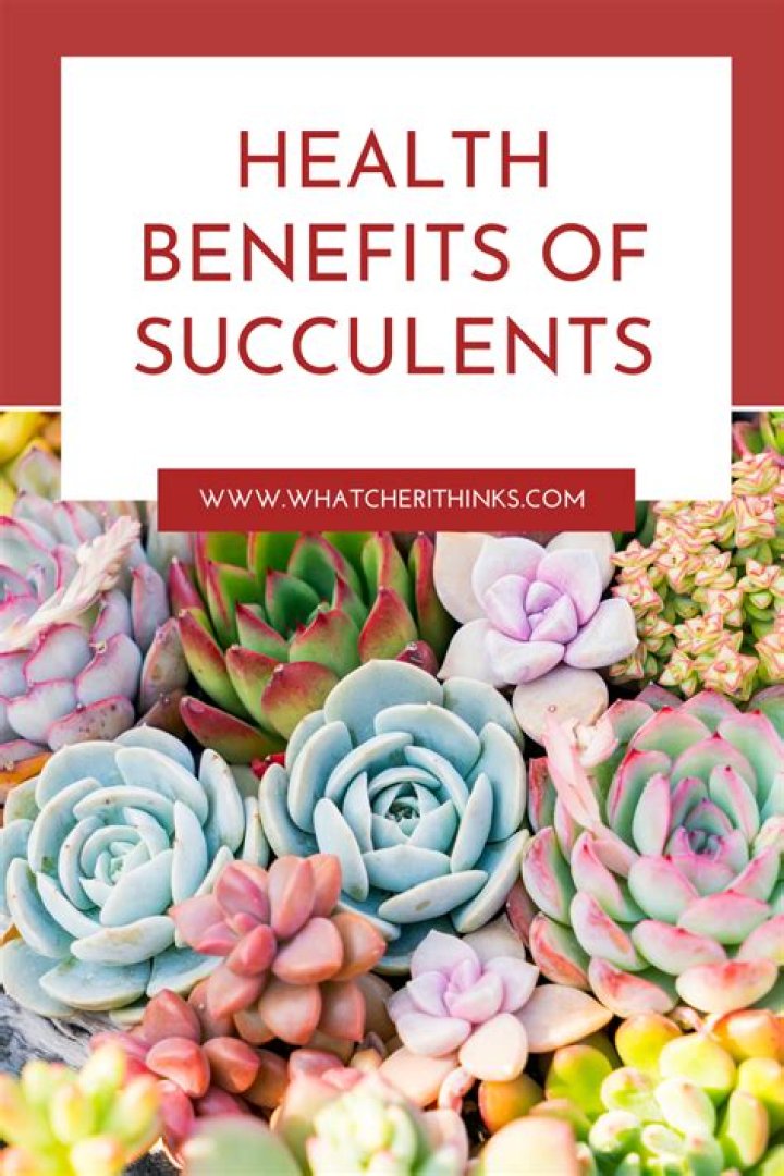 Succulent plant with healing properties