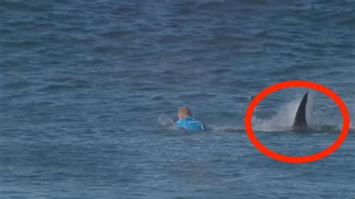 Suspected Great White Shark Kills Talented Teenage Surfer in Australia
