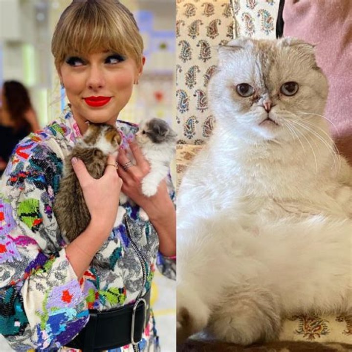 Taylor Swift's Beloved Feline Companions: A Guide To Her Purrfect Pets