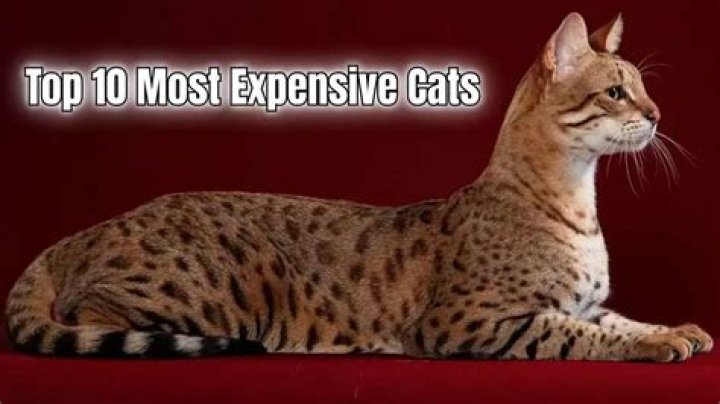 The Astronomical Cost Of The World's Most Expensive Cat