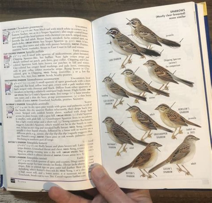 The Birdman's Avian Companion: An In-Depth Look At The Enchanting Bond