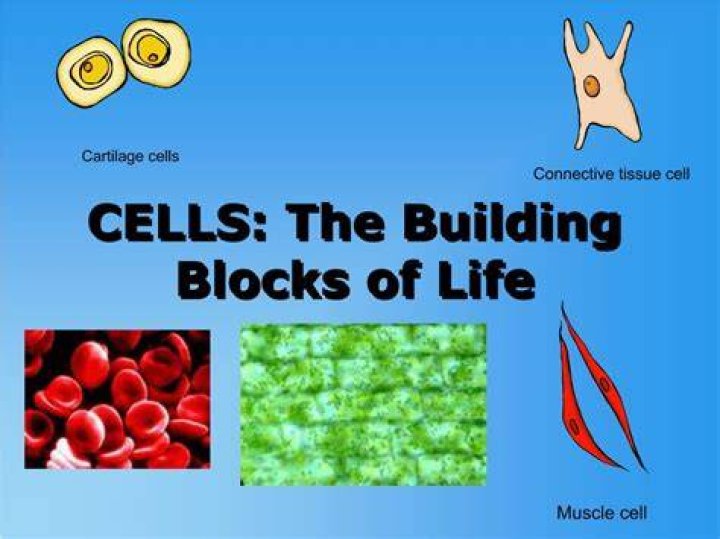 The Building Blocks Of Life