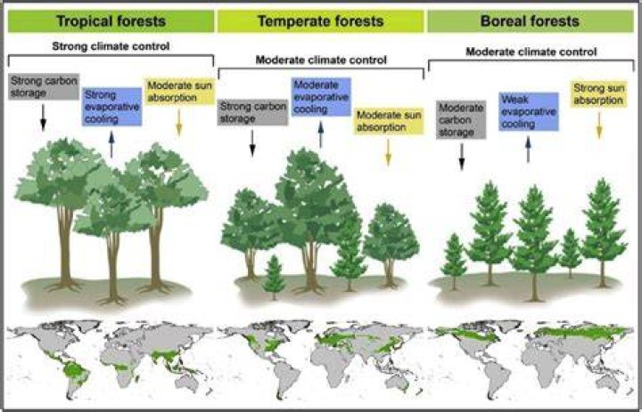 The Climate Of Temperate Deciduous Forests: Explore The Seasons