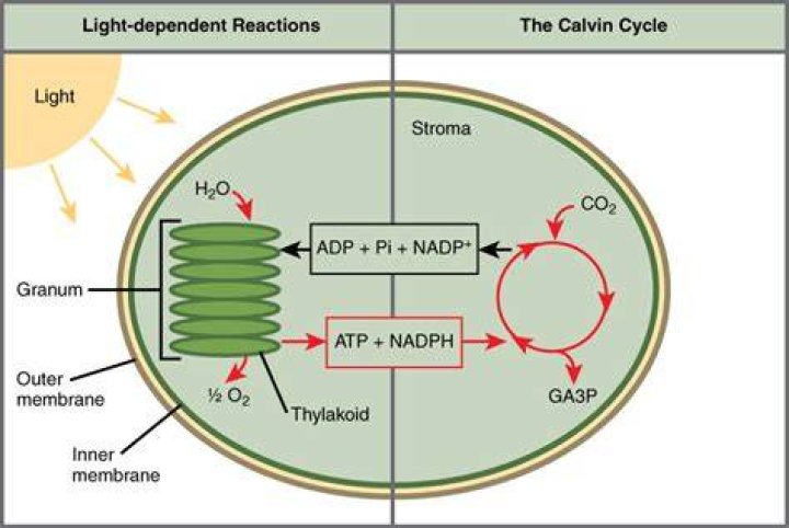 The Critical Role Of NADPH In Fueling Photosynthesis