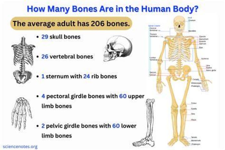 The Essential Guide To Chicken Anatomy: Uncover The Number Of Bones In Their Bodies