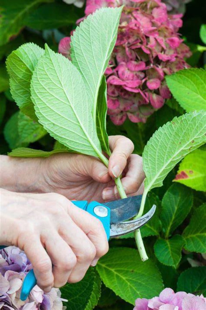 The Essential Guide To The Optimal Time For Splitting Hydrangeas