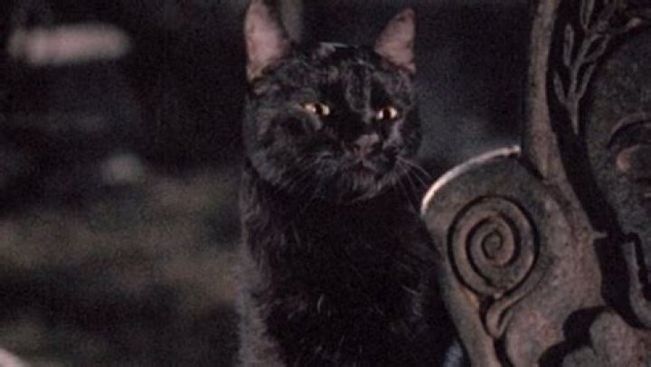 The Extraordinary Feline Companion From Hocus Pocus: Thackery Binx