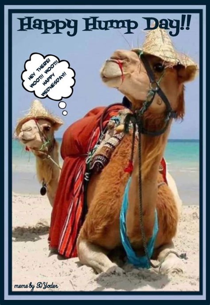 The Funniest Hump Day Pics You'll Ever See