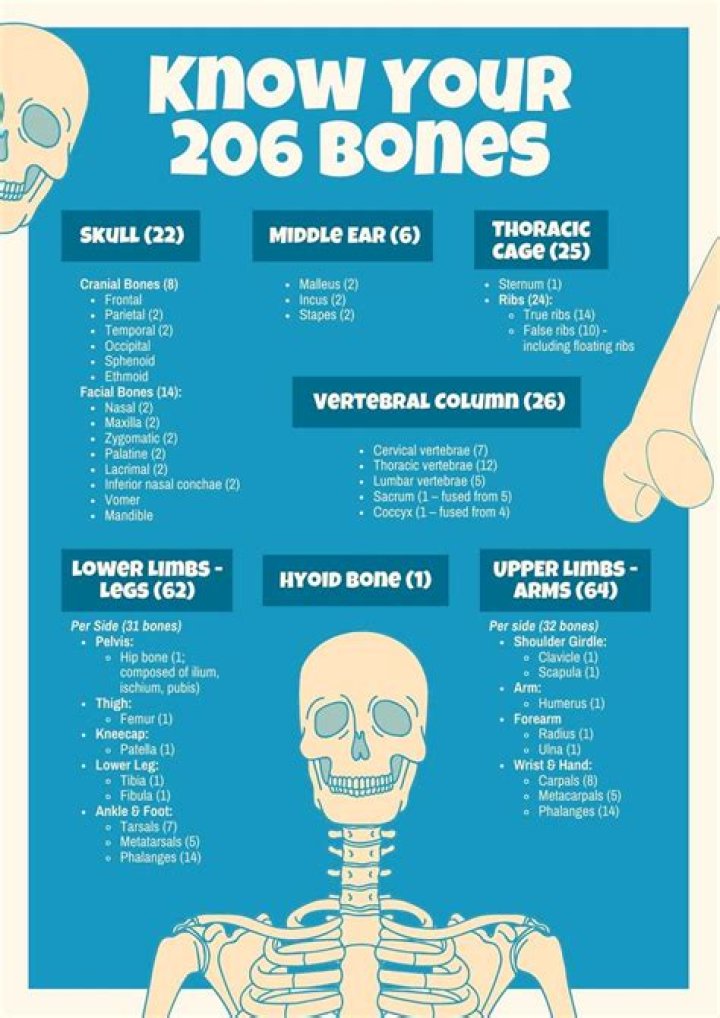 The Number Of Bones In Chickens Revealed