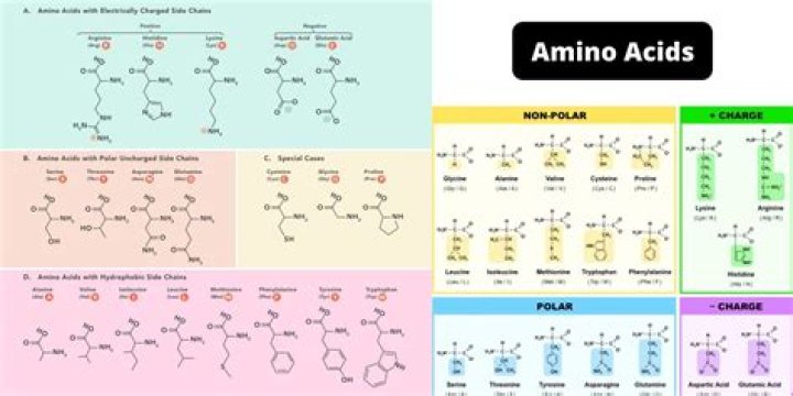 The Polar Properties Of Amino Acids: An Essential Guide For Understanding Protein Structure