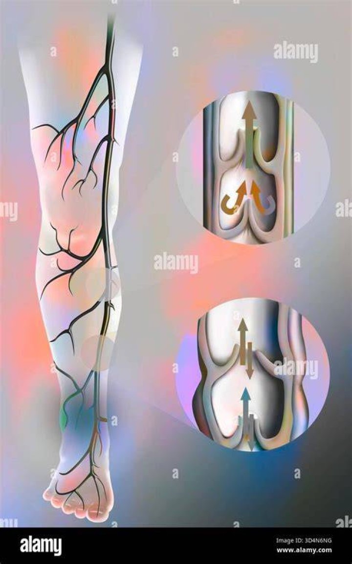 The Return Of Deoxygenated Blood To The Heart
